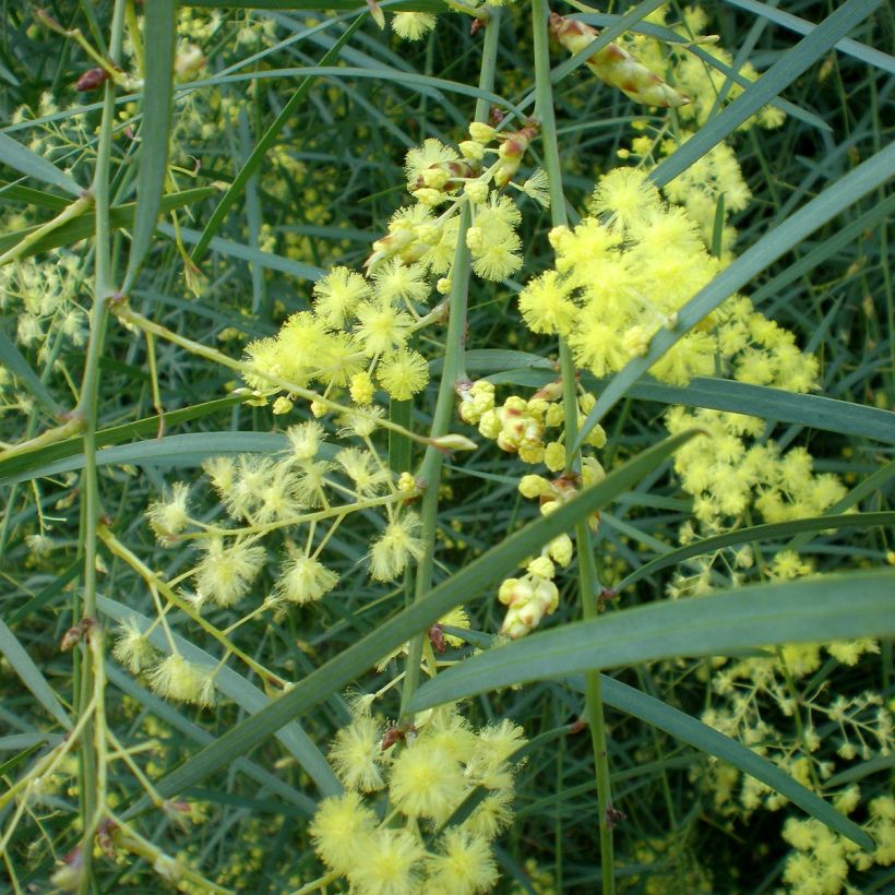 Acacia iteaphylla (Floração)