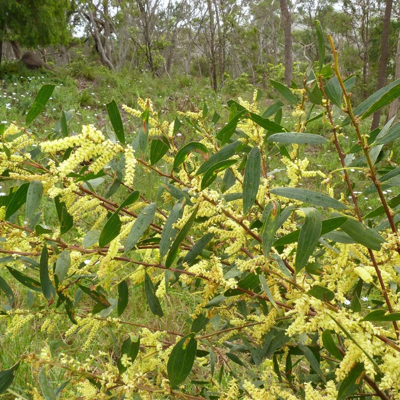Acacia longifolia (Folhagem)