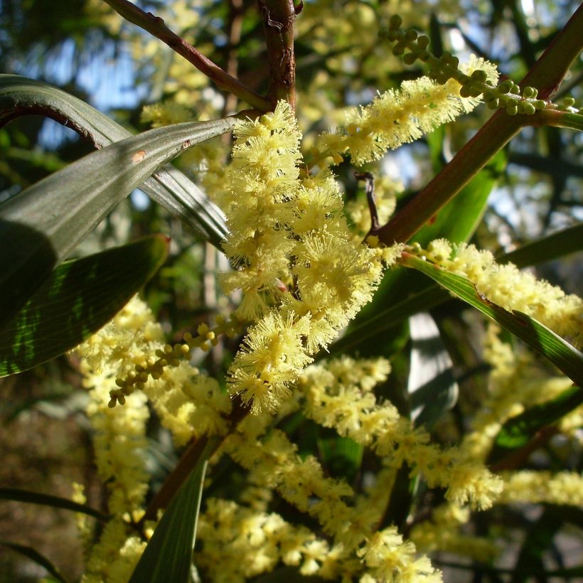 Acacia longifolia (Floração)