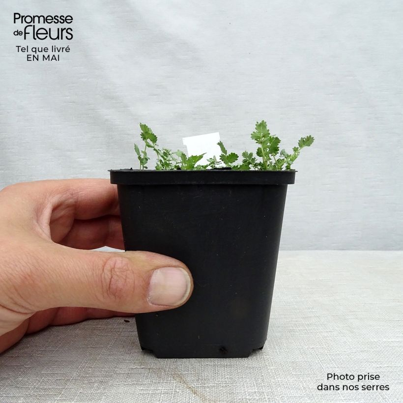 Amostra de Acaena buchananii Vaso de 8/9 cm tal como entregue na primavera