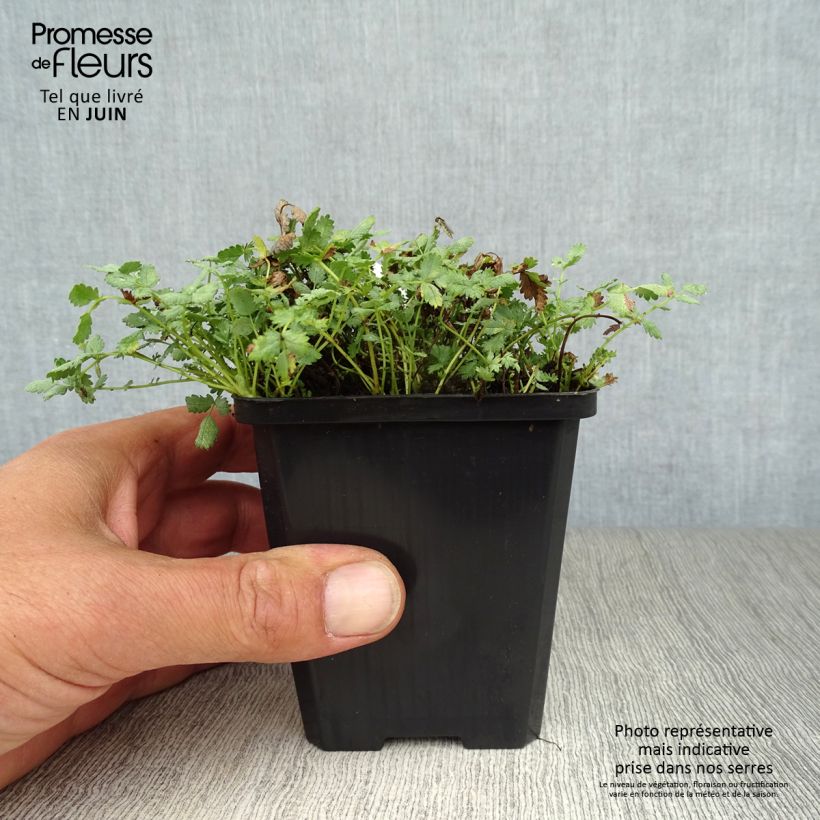 Amostra de Acaena buchananii Vaso de 8/9 cm tal como entregue no verão