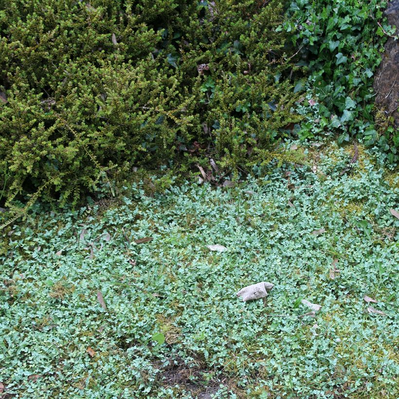 Acaena buchananii (Hábito)