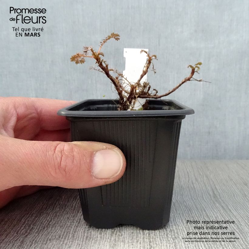 Amostra de Acaena saccaticupula Blue Haze Vaso de 8/9 cm tal como entregue na primavera