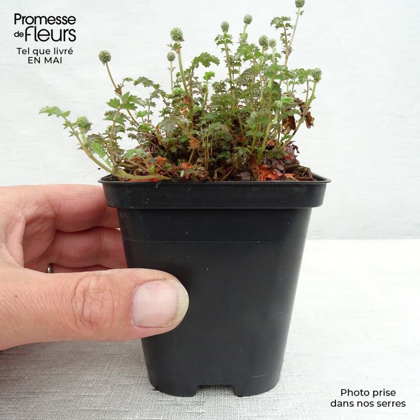 Amostra de Acaena inermis Purpurea Vaso de 8/9 cm tal como entregue na primavera