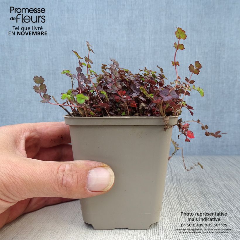 Amostra de Acaena inermis Purpurea Vaso de 8/9 cm tal como entregue no outono