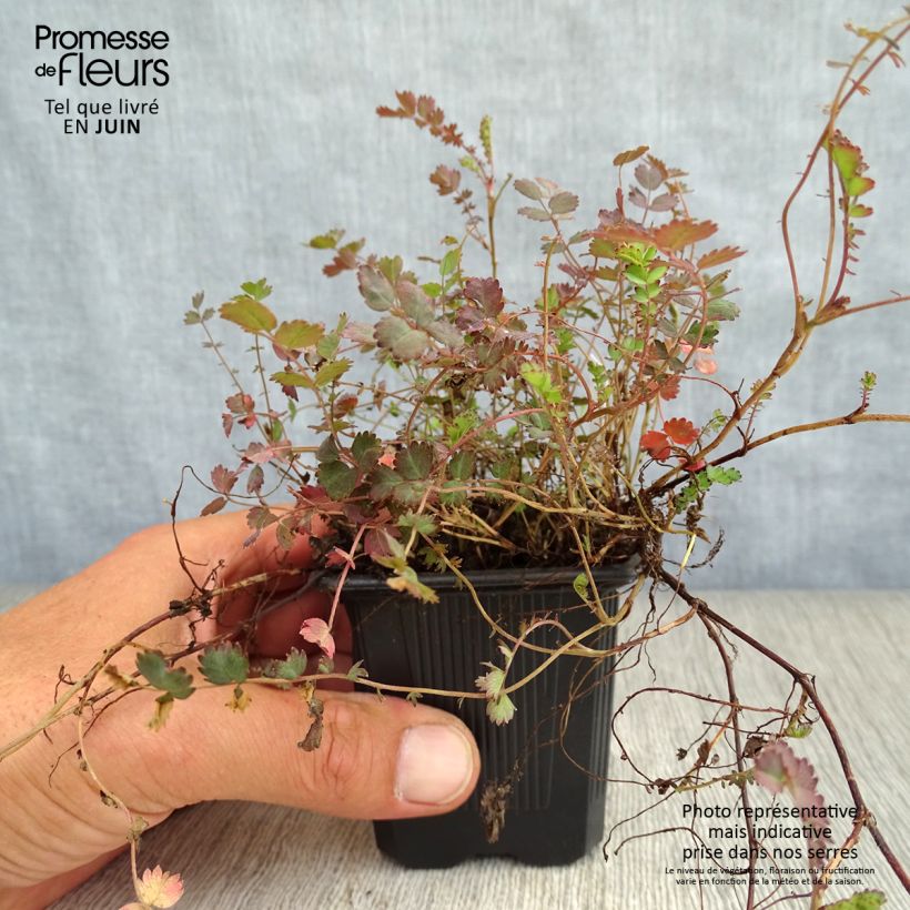 Amostra de Acaena inermis Purpurea Vaso de 8/9 cm tal como entregue no verão