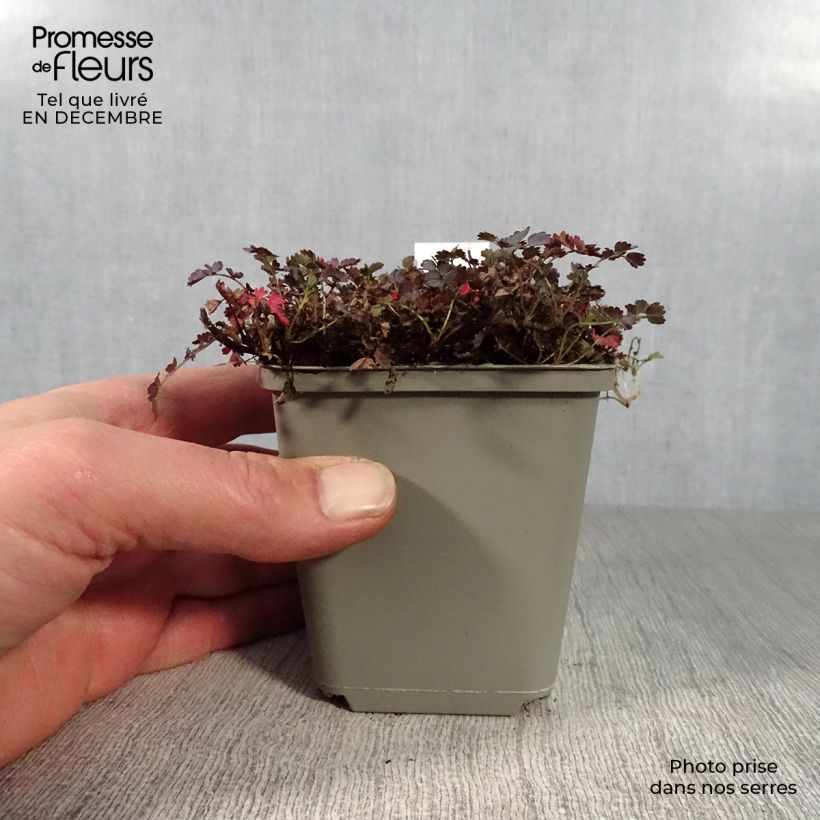 Amostra de Acaena inermis Purpurea - Lampourde Vaso de 8/9 cm tal como entregue no inverno