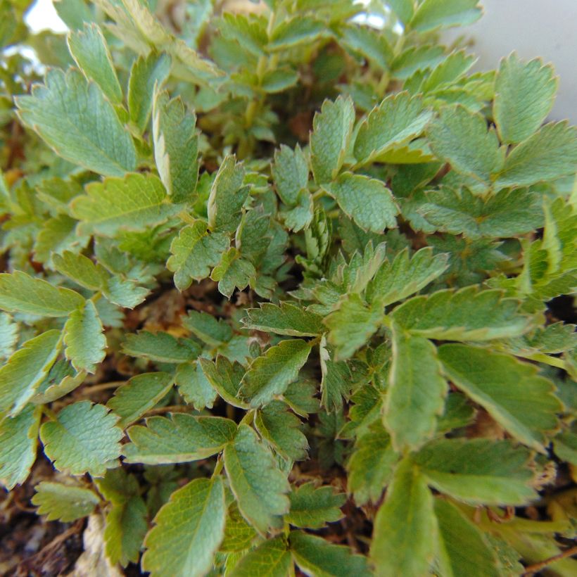 Acaena magellanica (Folhagem)