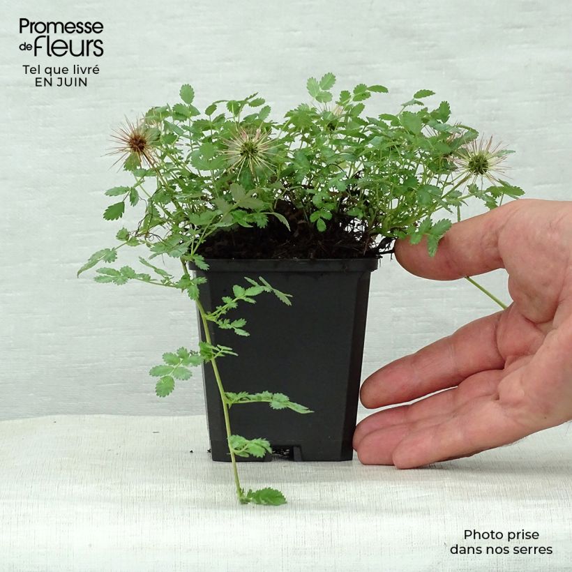 Amostra de Acaena magellanica Vaso de 8/9 cm tal como entregue no verão