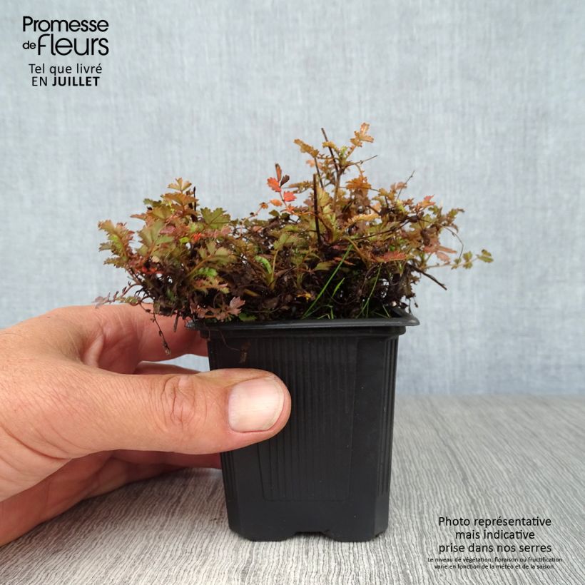 Amostra de Acaena microphylla Kupferteppich Vaso de 8/9 cm tal como entregue no verão