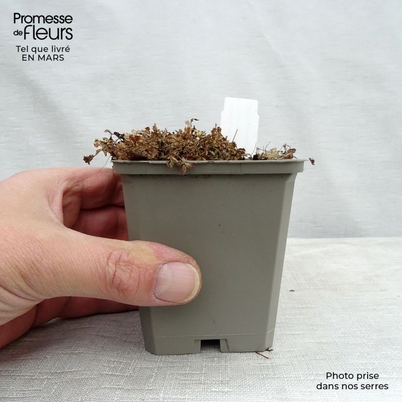 Amostra de Acaena microphylla Kupferteppich Vaso de 8/9 cm tal como entregue na primavera