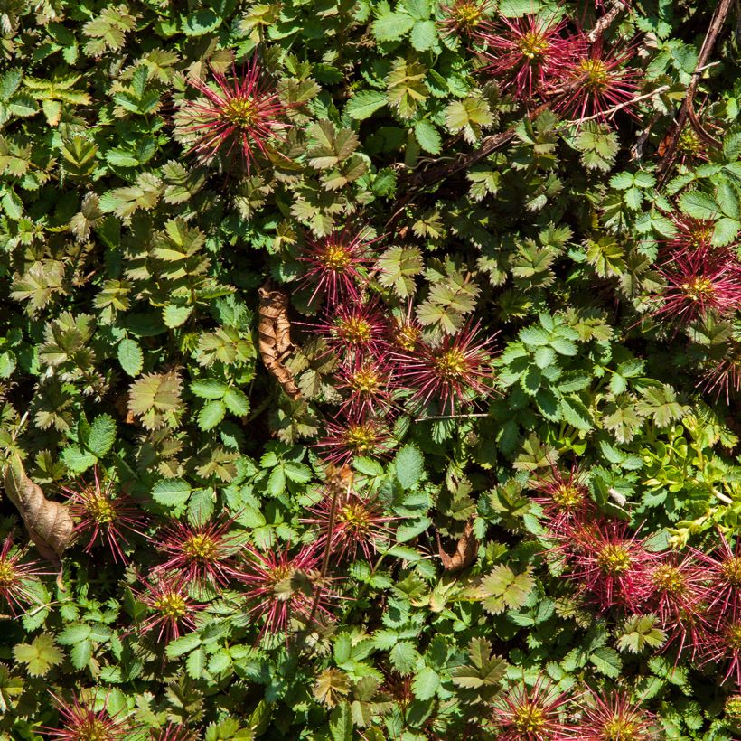 Acaena microphylla Kupferteppich (Folhagem)