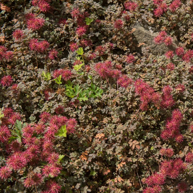 Acaena microphylla Kupferteppich (Hábito)
