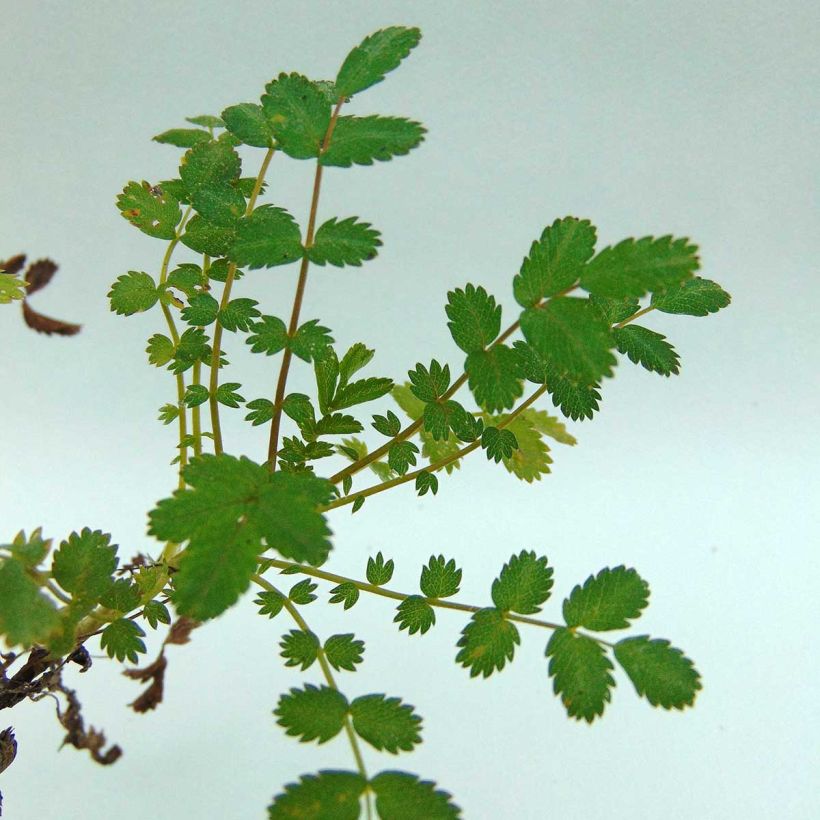 Acaena microphylla (Folhagem)