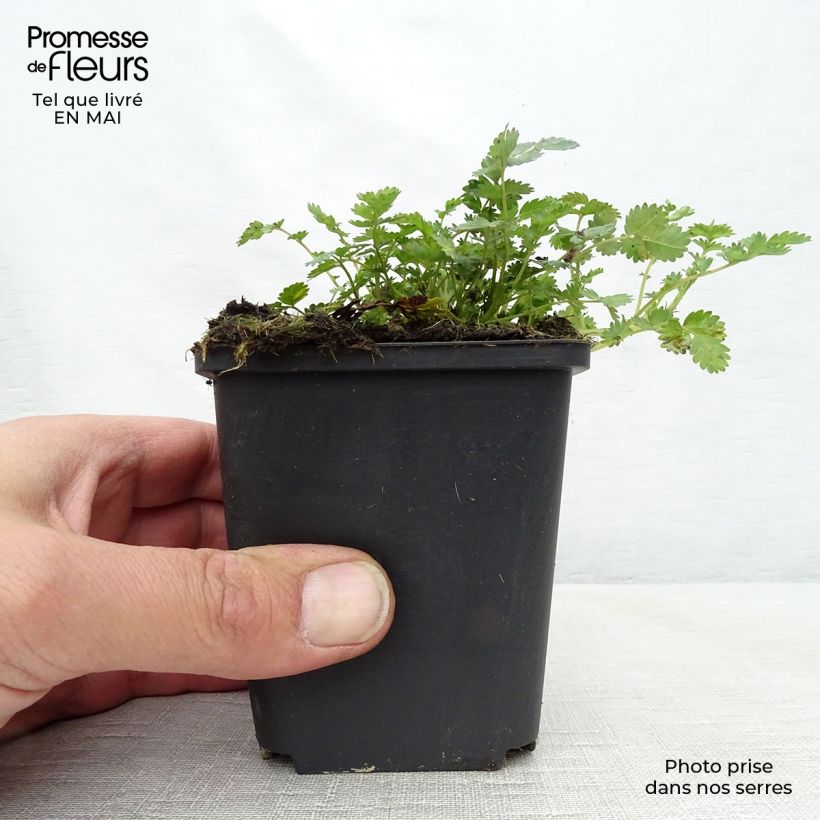 Amostra de Acaena microphylla Vaso de 8/9 cm tal como entregue na primavera