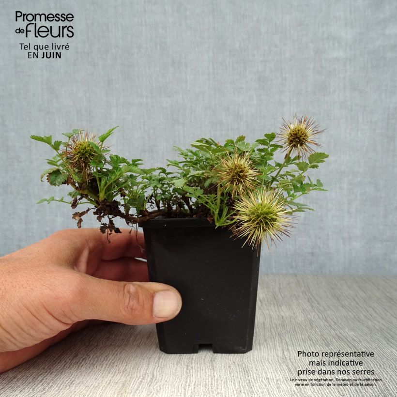 Amostra de Acaena microphylla Vaso de 8/9 cm tal como entregue no verão