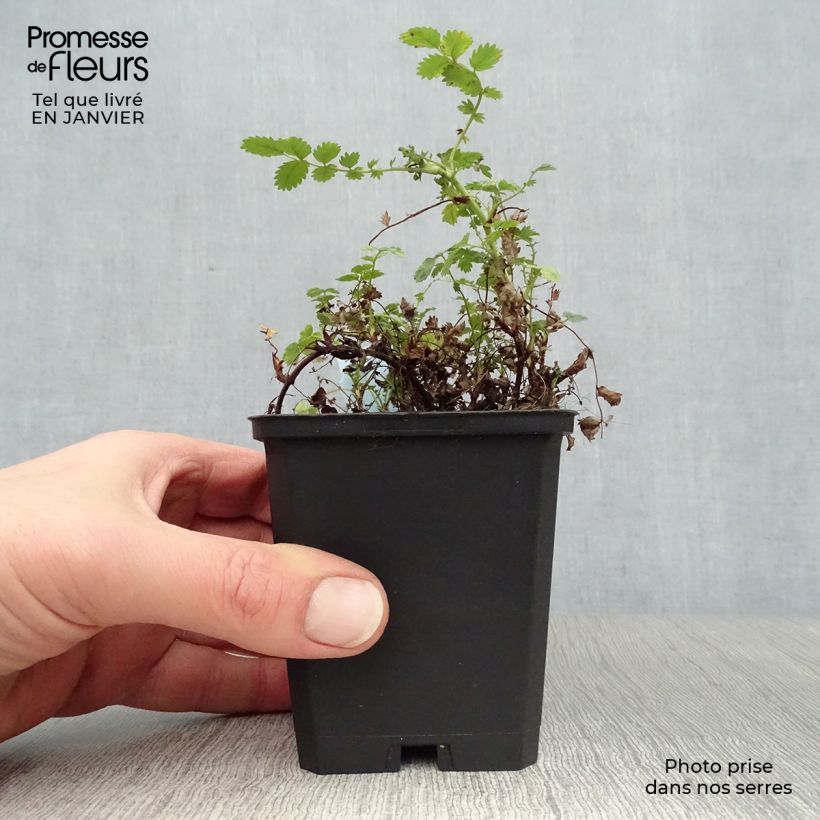 Amostra de Acaena microphylla - Lampourde à petites feuilles Vaso de 8/9 cm tal como entregue no inverno