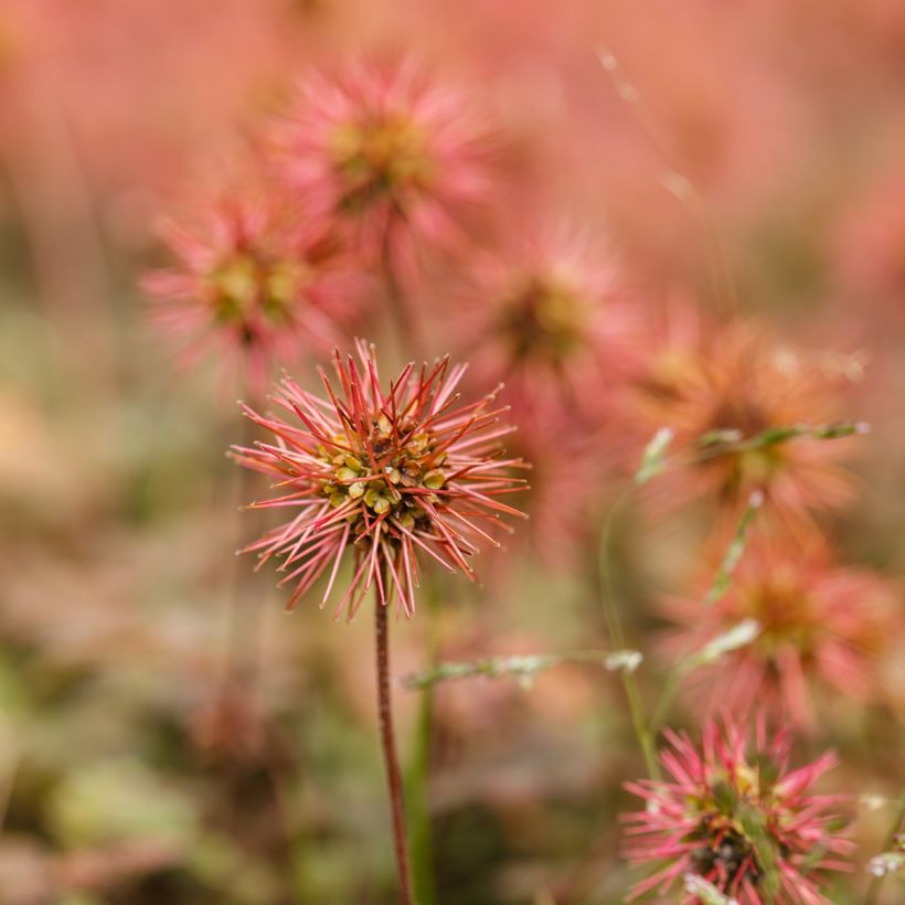 Acaena microphylla (Floração)