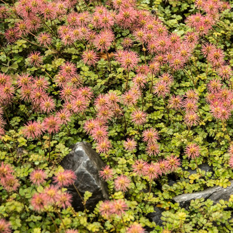 Acaena microphylla (Hábito)