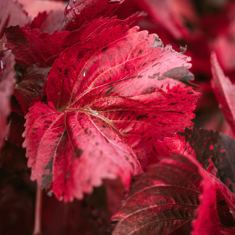 Acalypha godseffiana (Folhagem)