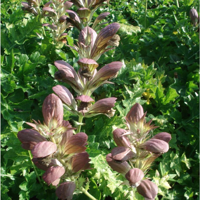 Acanthus hungaricus White Lips (Floração)