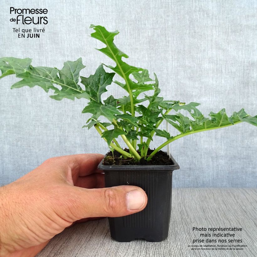 Amostra de Acanthus hungaricus White Lips Vaso de 8/9 cm tal como entregue no verão