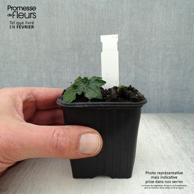 Amostra de Acanthe de Hongrie White Lips Vaso de 8/9 cm tal como entregue no inverno