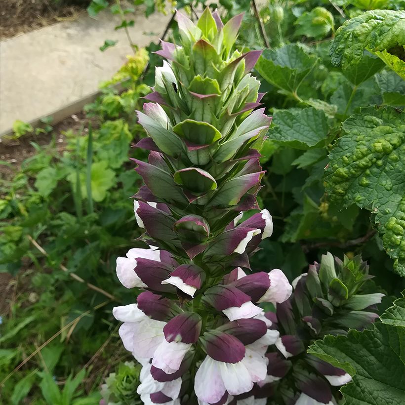Acanthus hungaricus White Lips (Floração)