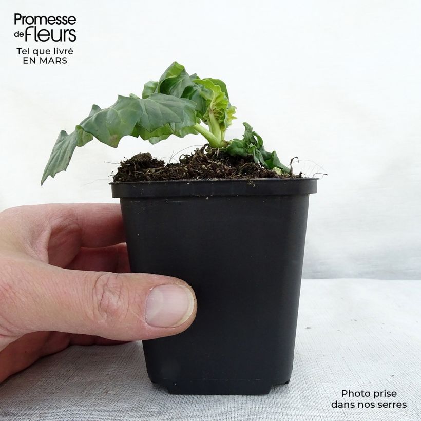 Amostra de Acanthus Morning Candle Vaso de 8/9 cm tal como entregue na primavera