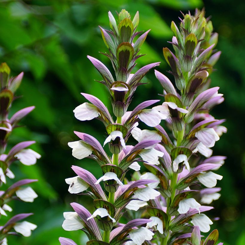 Acanthus Morning Candle (Floração)