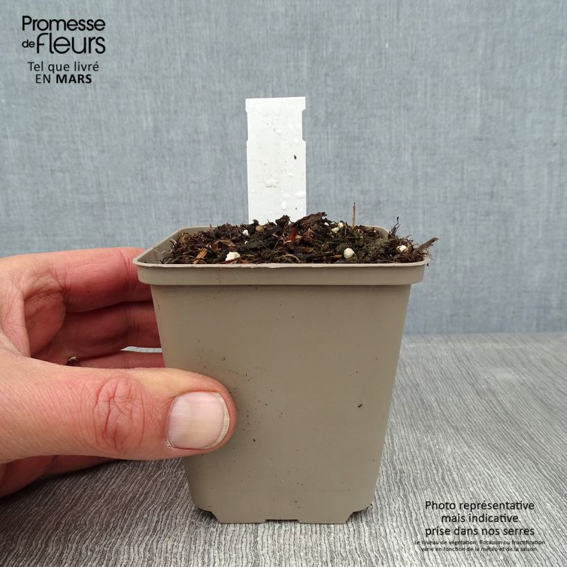 Amostra de Acanthe mollis Latifolius Vaso de 8/9 cm tal como entregue no inverno