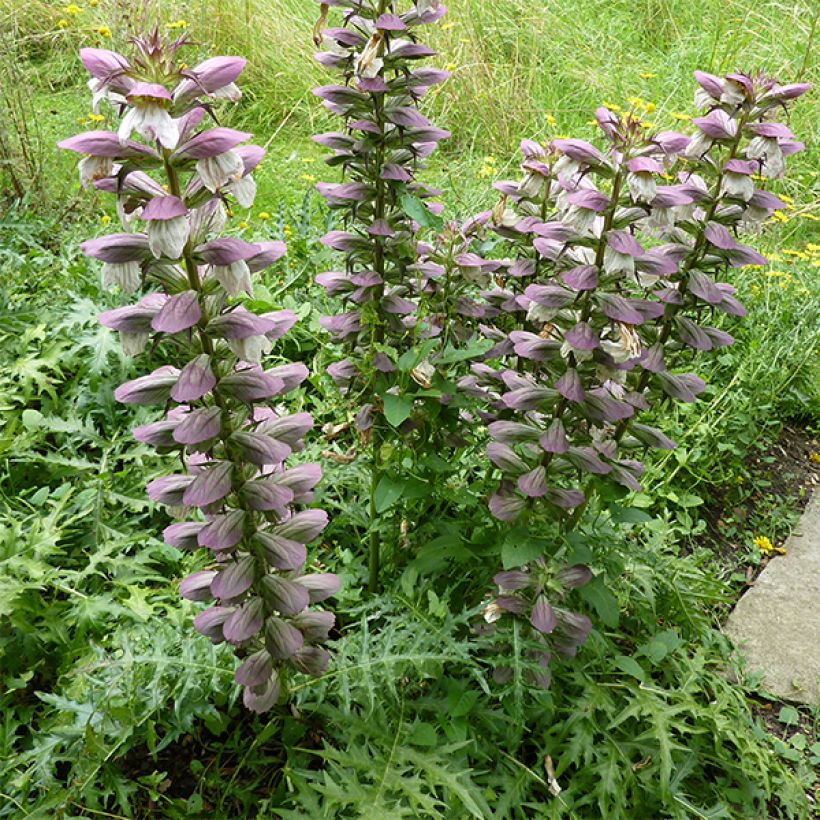 Acanthus spinosus (Hábito)