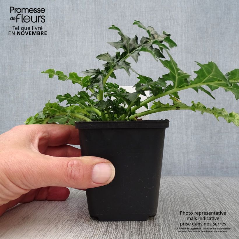 Amostra de Acanthus spinosus Vaso de 8/9 cm tal como entregue no outono