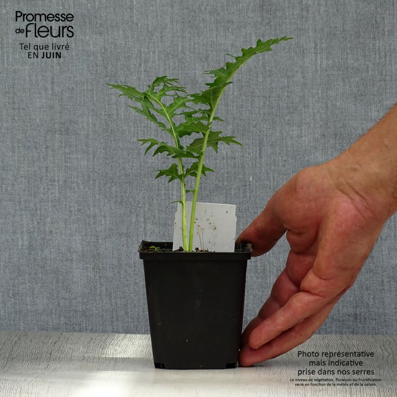 Amostra de Acanthus spinosus Vaso de 8/9 cm tal como entregue no verão