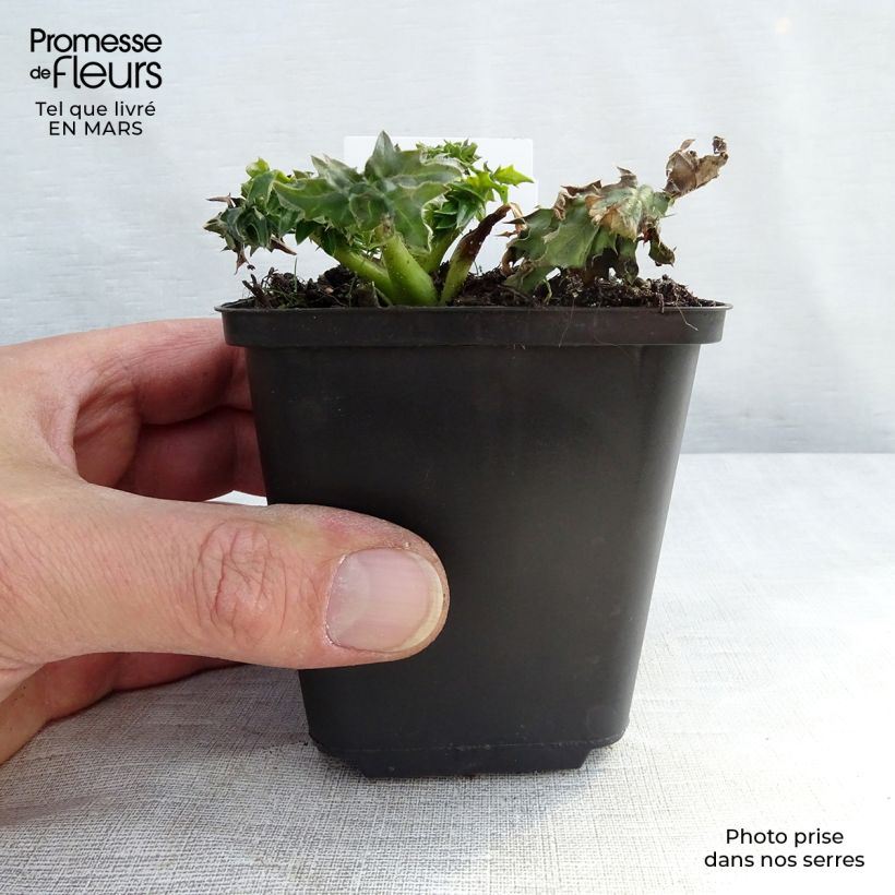 Amostra de Acanthus spinosus Vaso de 8/9 cm tal como entregue na primavera