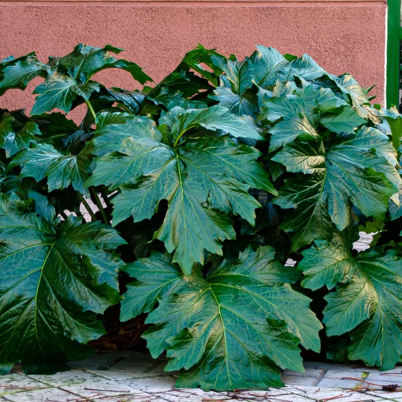 Acanthus spinosus (Folhagem)