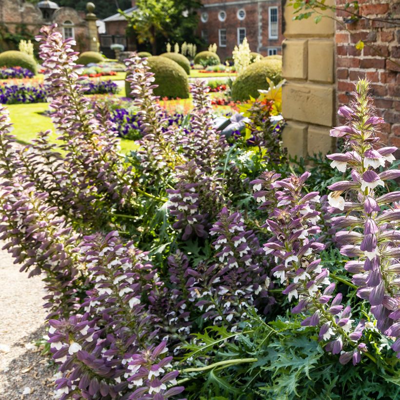 Acanthus spinosus (Hábito)