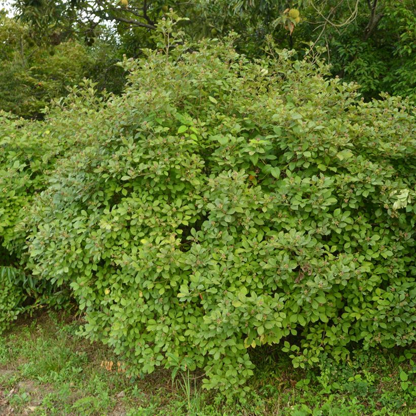 Acanthopanax henryi (Hábito)