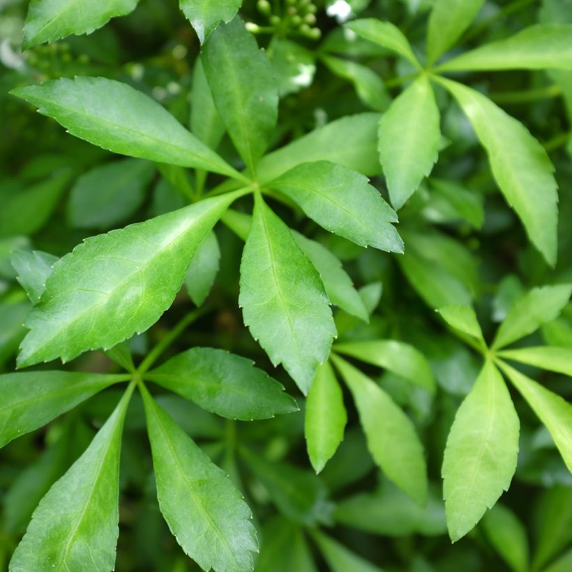 Acanthopanax henryi Nana (Folhagem)