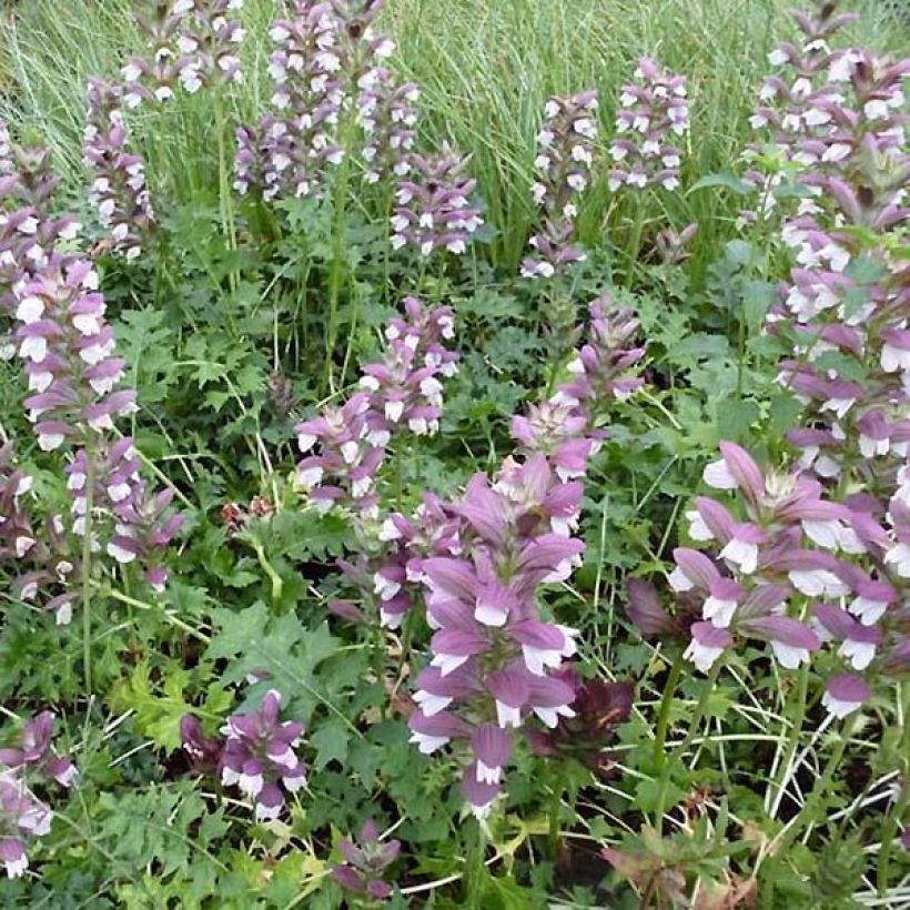 Acanthus Morning Candle (Hábito)