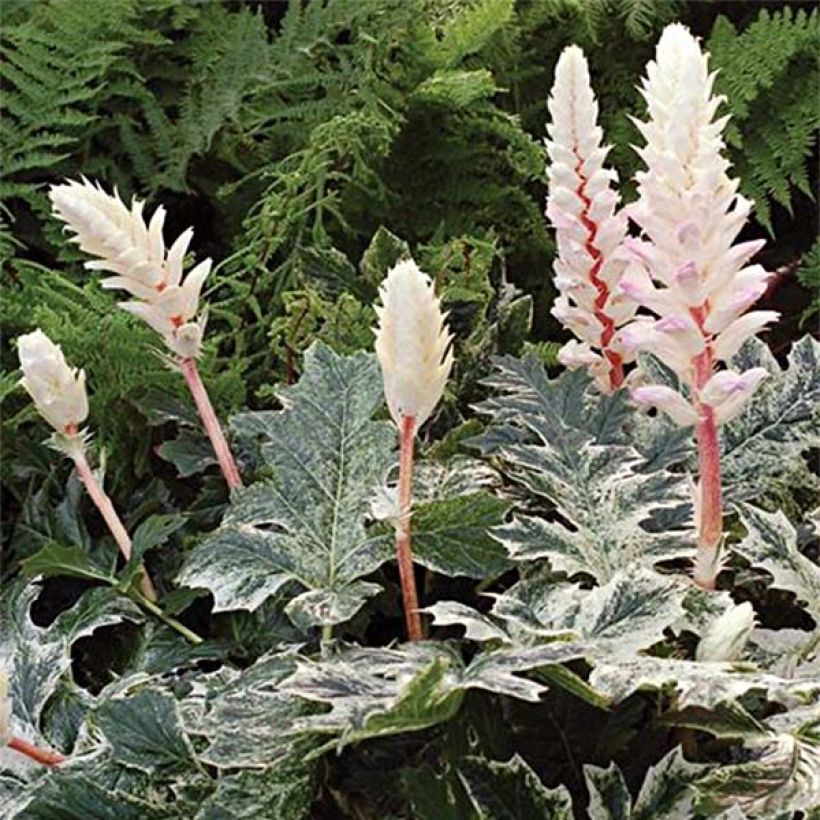 Acanthus mollis Whitewater (Floração)