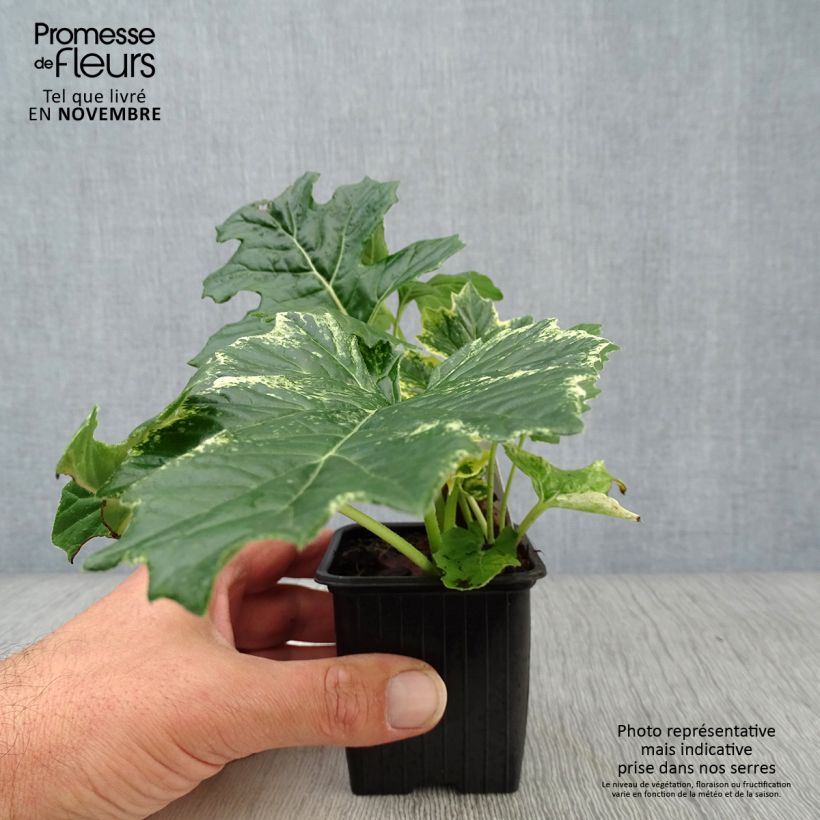 Amostra de Acanthus mollis Whitewater Vaso de 7/8 cm tal como entregue no outono