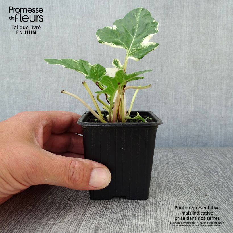Amostra de Acanthus mollis Whitewater Vaso de 7/8 cm tal como entregue no verão