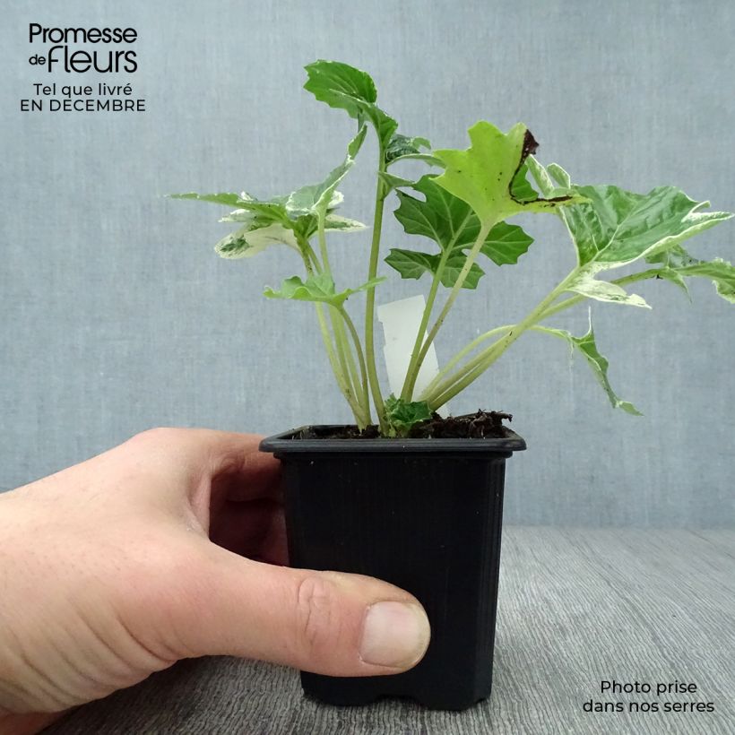 Amostra de Acanthus mollis Whitewater Vaso de 7/8 cm tal como entregue no inverno