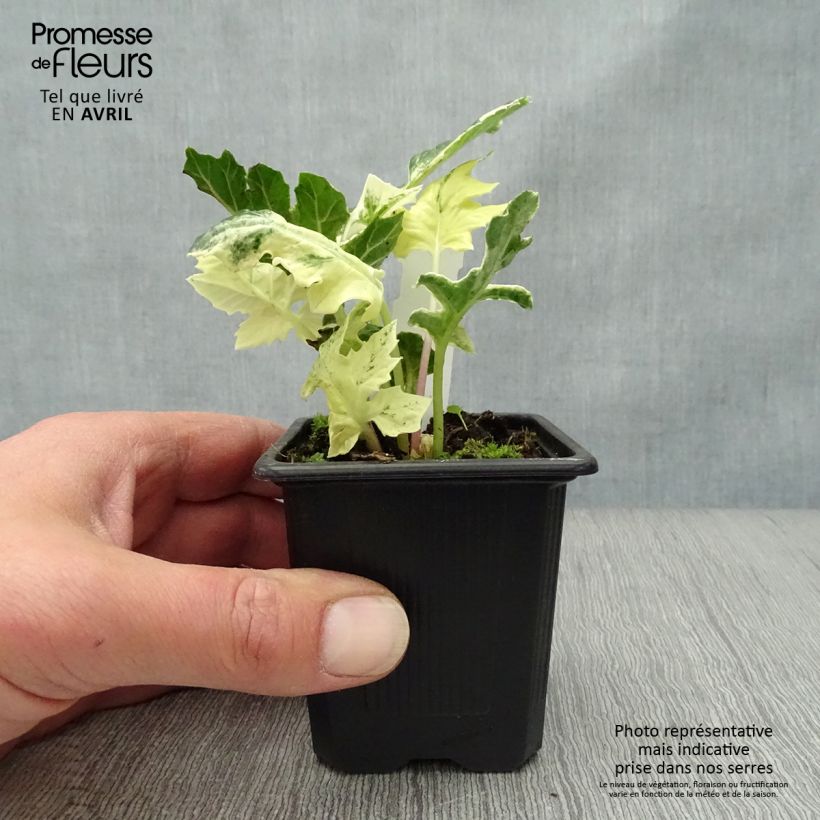 Amostra de Acanthus mollis Whitewater Vaso de 7/8 cm tal como entregue na primavera