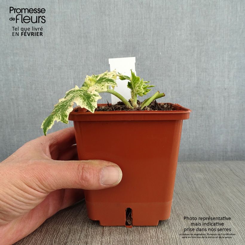 Amostra de Acanthus mollis Whitewater Vaso de 1 L/1,5 L tal como entregue no inverno