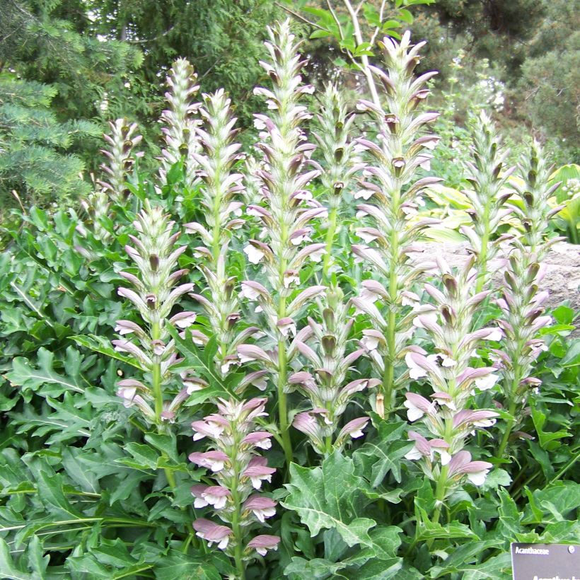 Acanthus hungaricus (Hábito)