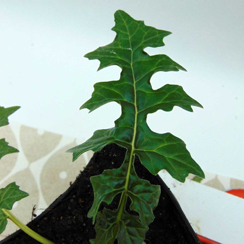 Acanthus hungaricus (Folhagem)