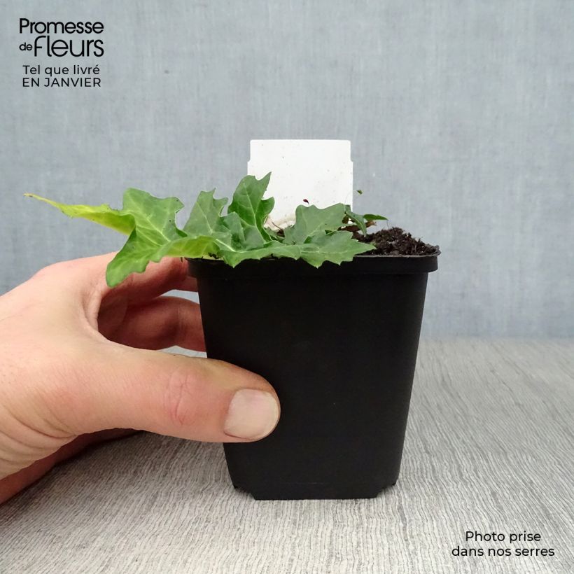 Amostra de Acanthus hungaricus Vaso de 8/9 cm tal como entregue no inverno