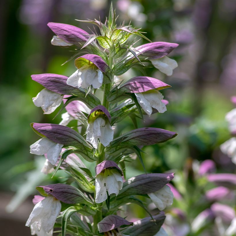 Acanthus hungaricus (Floração)